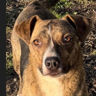 Enlarge Waldo  Witherspoon, a Adoptable mixed breed in Plainfield, IL image 4/6