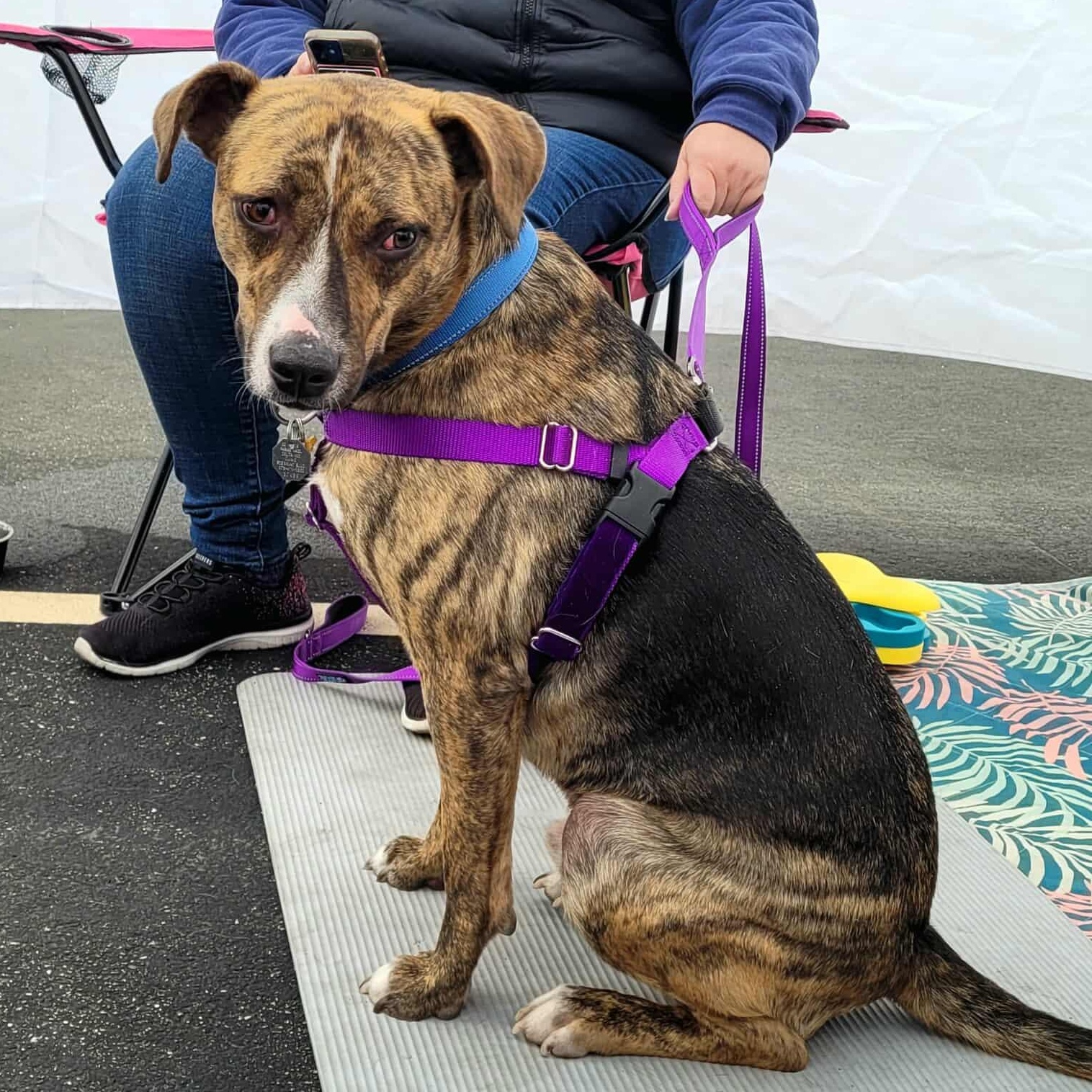 Enlarge Waldo  Witherspoon, a Adoptable mixed breed in Plainfield, IL image 5/6