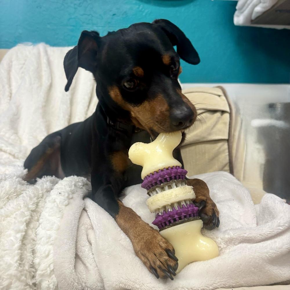 Romeo, a Adoptable Miniature Pinscher in Hurricane, UT image 1/5
