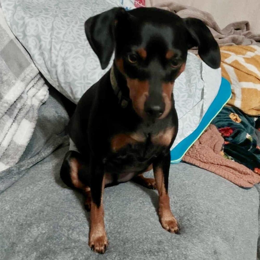 Romeo, Adoptable, Adult Male Miniature Pinscher.