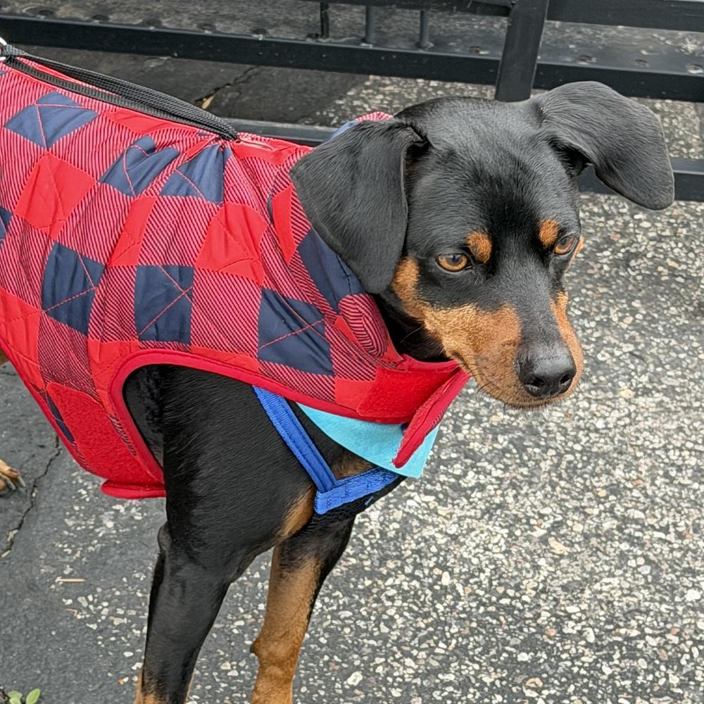 Enlarge Romeo, a Adoptable Miniature Pinscher in Hurricane, UT image 2/4