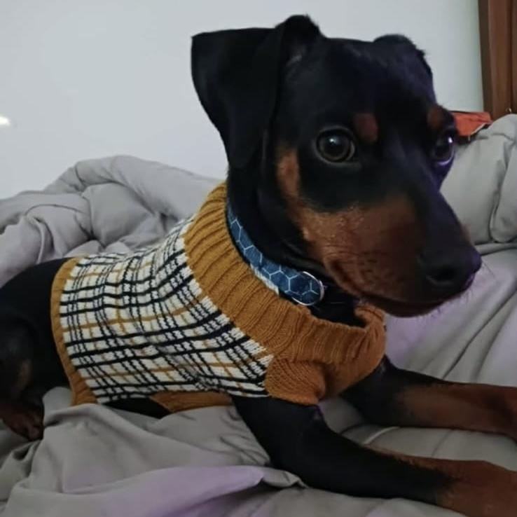 Enlarge Romeo, a Adoptable Miniature Pinscher in Hurricane, UT image 4/4