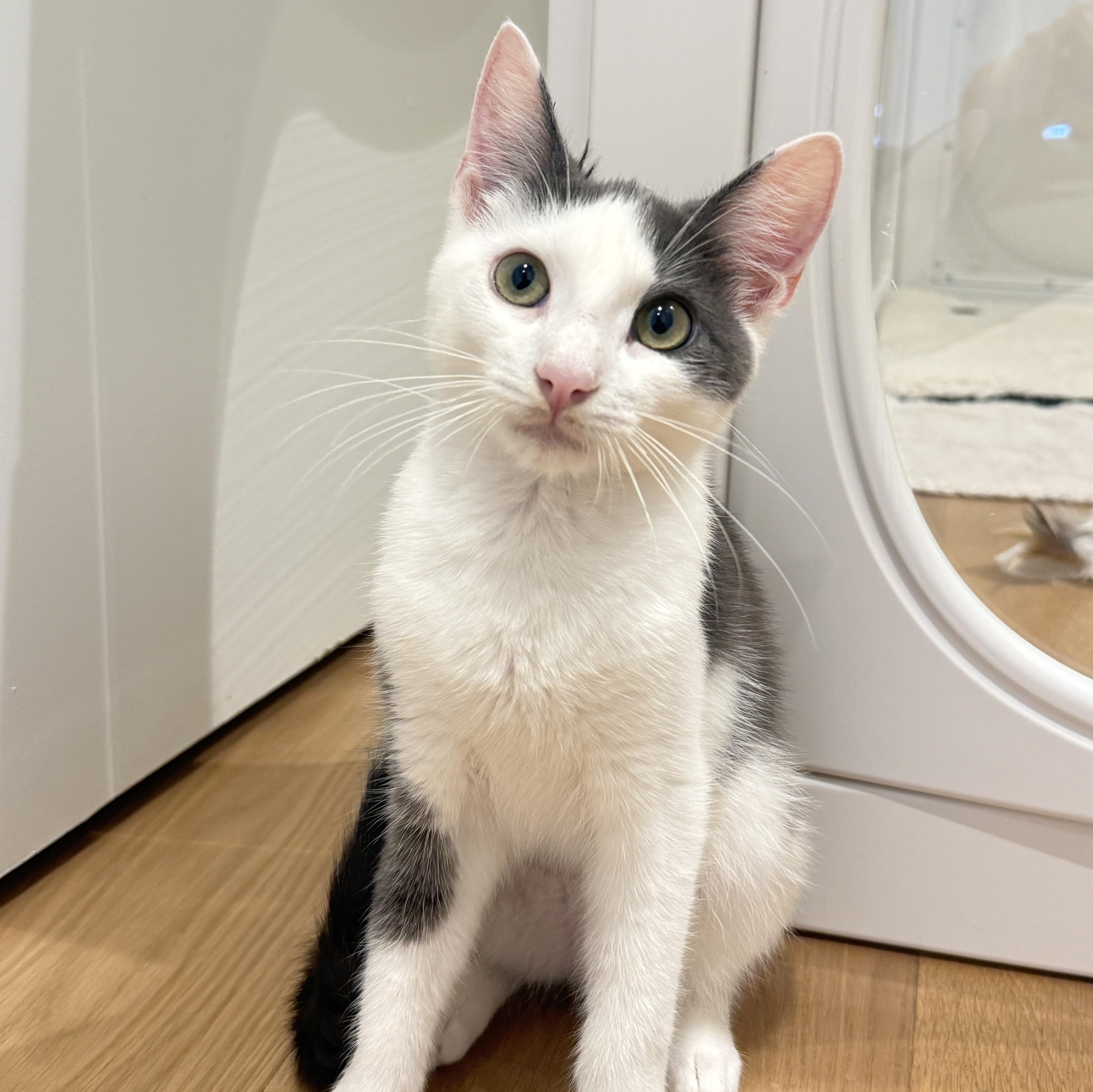 Gizmo, Adoptable, Kitten Male American Shorthair.