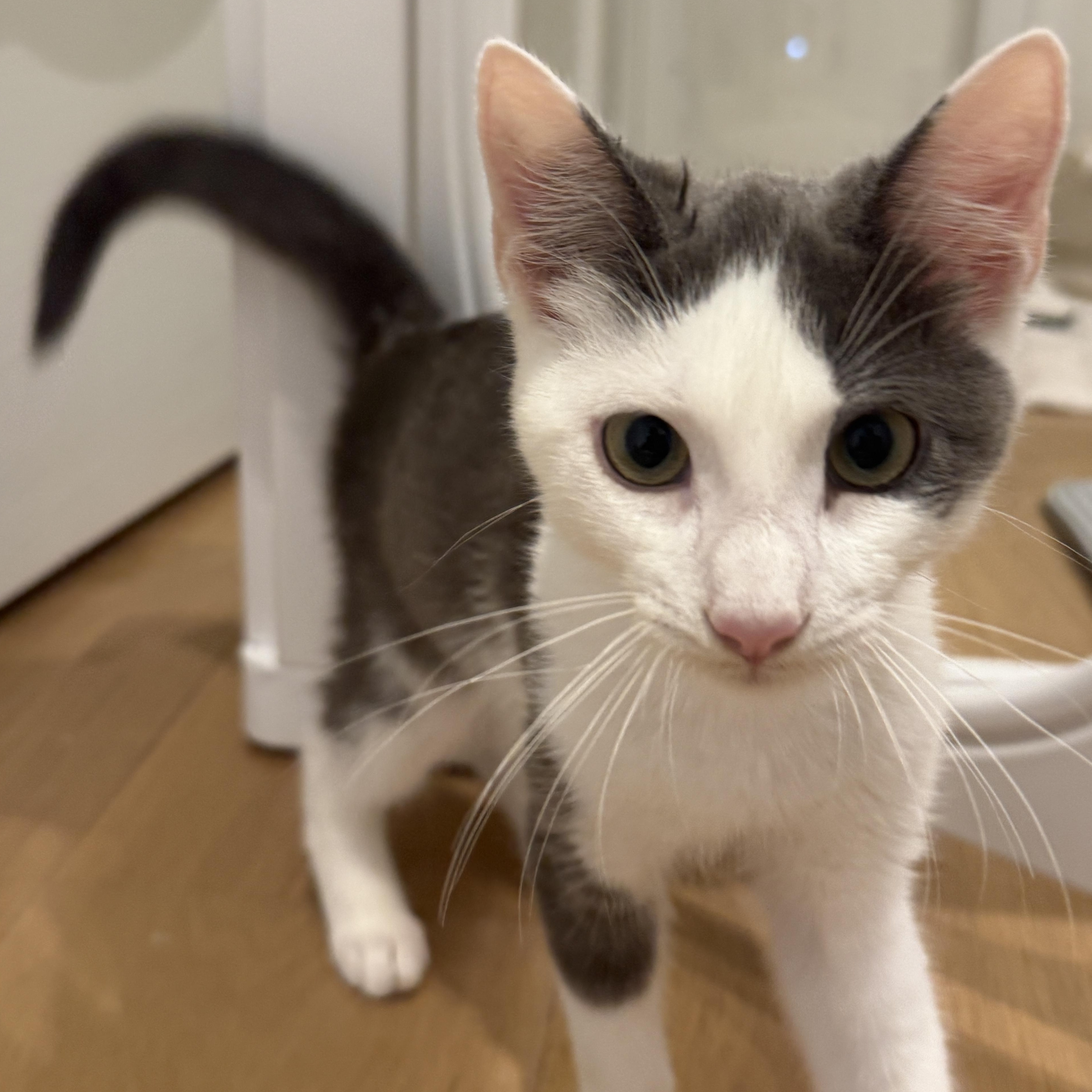 Enlarge Gizmo, a Adoptable American Shorthair in Brooklyn, NY image 2/2