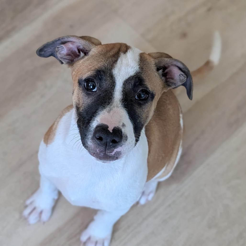 Jade, Adoptable, Puppy Female Mixed Breed.