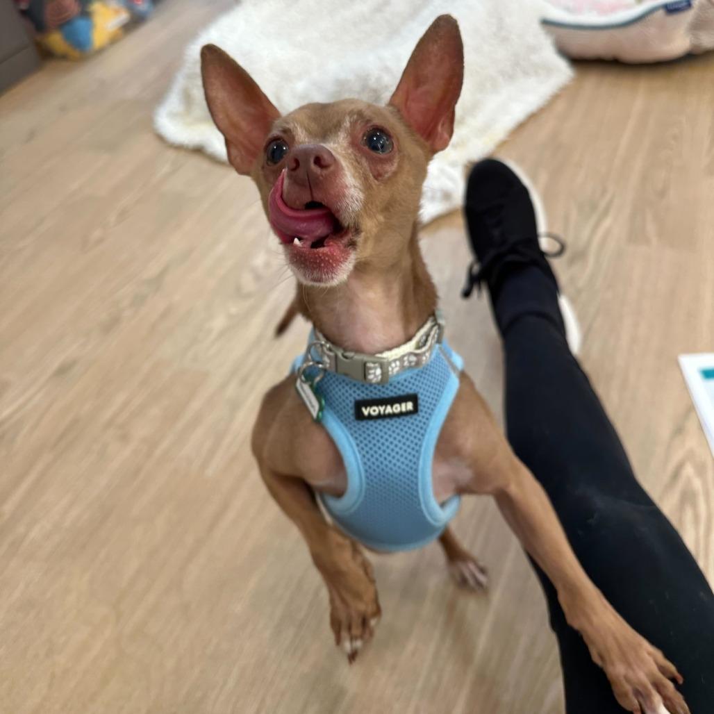 Enlarge Hamilton 13886, a Adoptable Chihuahua in San Francisco, CA image 1/6