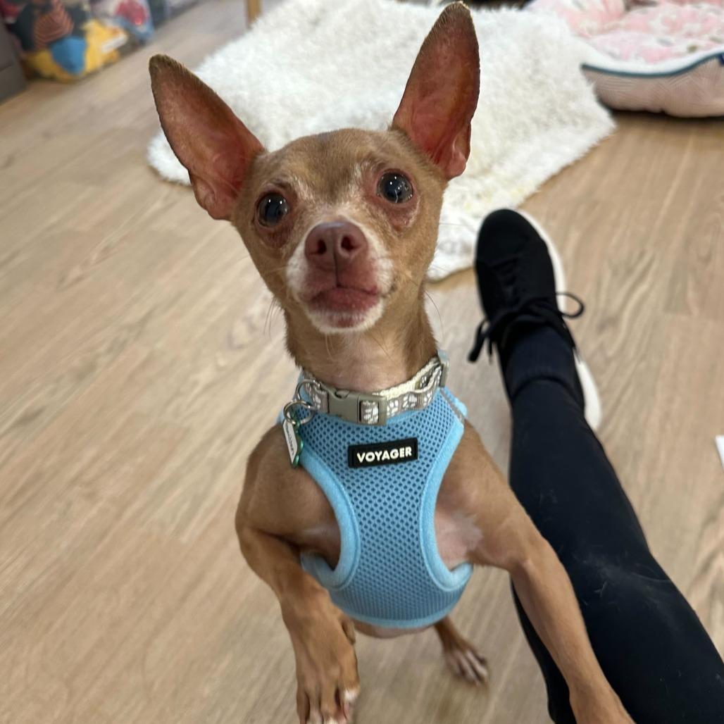 Enlarge Hamilton 13886, a Adoptable Chihuahua in San Francisco, CA image 2/6