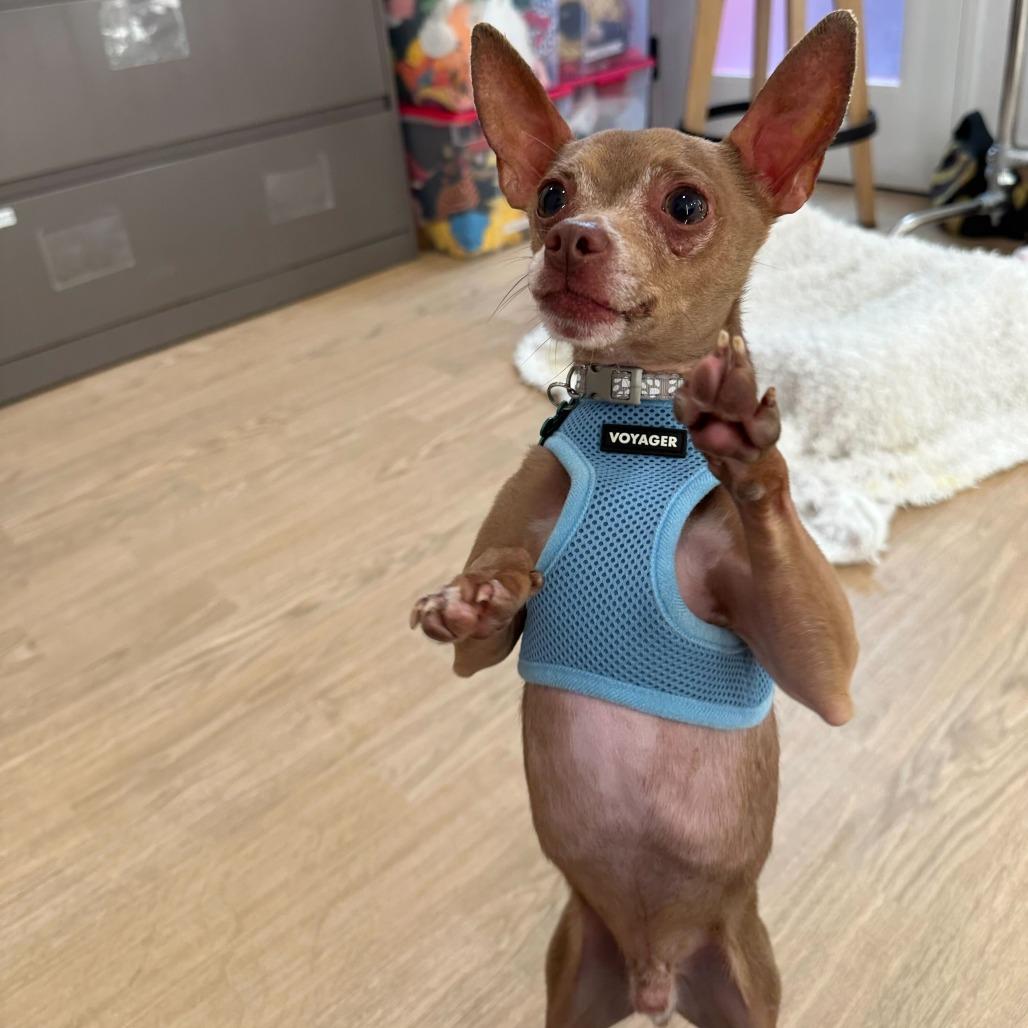 Enlarge Hamilton 13886, a Adoptable Chihuahua in San Francisco, CA image 3/6