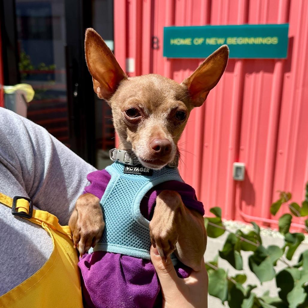 Enlarge Hamilton 13886, a Adoptable Chihuahua in San Francisco, CA image 4/6