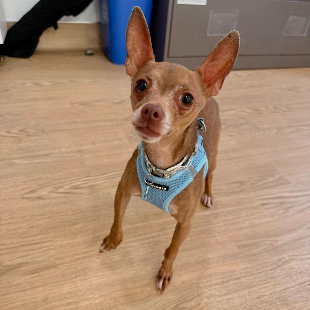 Enlarge Hamilton 13886, a Adoptable Chihuahua in San Francisco, CA image 5/6