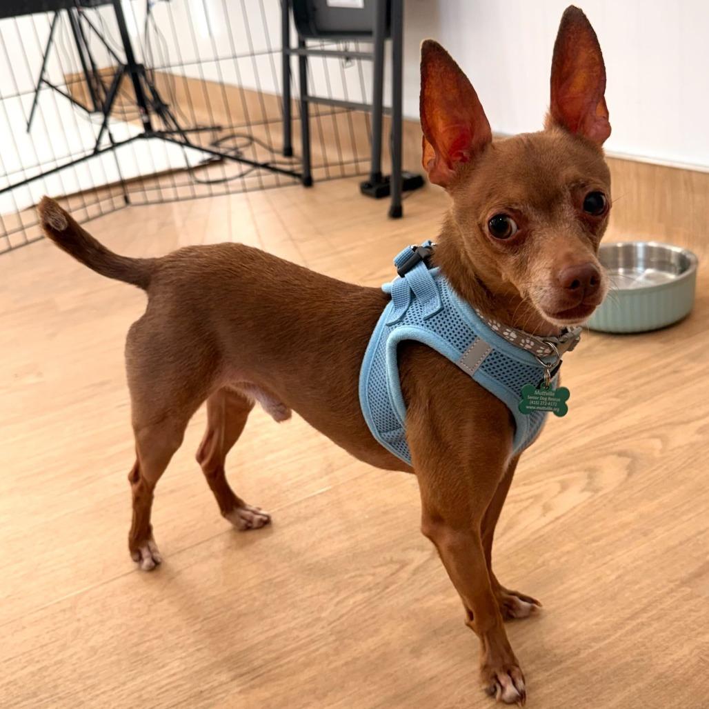 Enlarge Hamilton 13886, a Adoptable Chihuahua in San Francisco, CA image 6/6