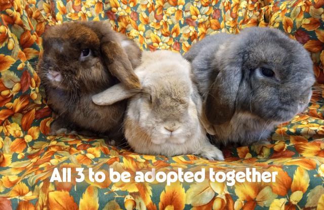 Enlarge NIPSY HOPPLE, a Adoptable Bunny Rabbit in Santa Barbara, CA image 1/1