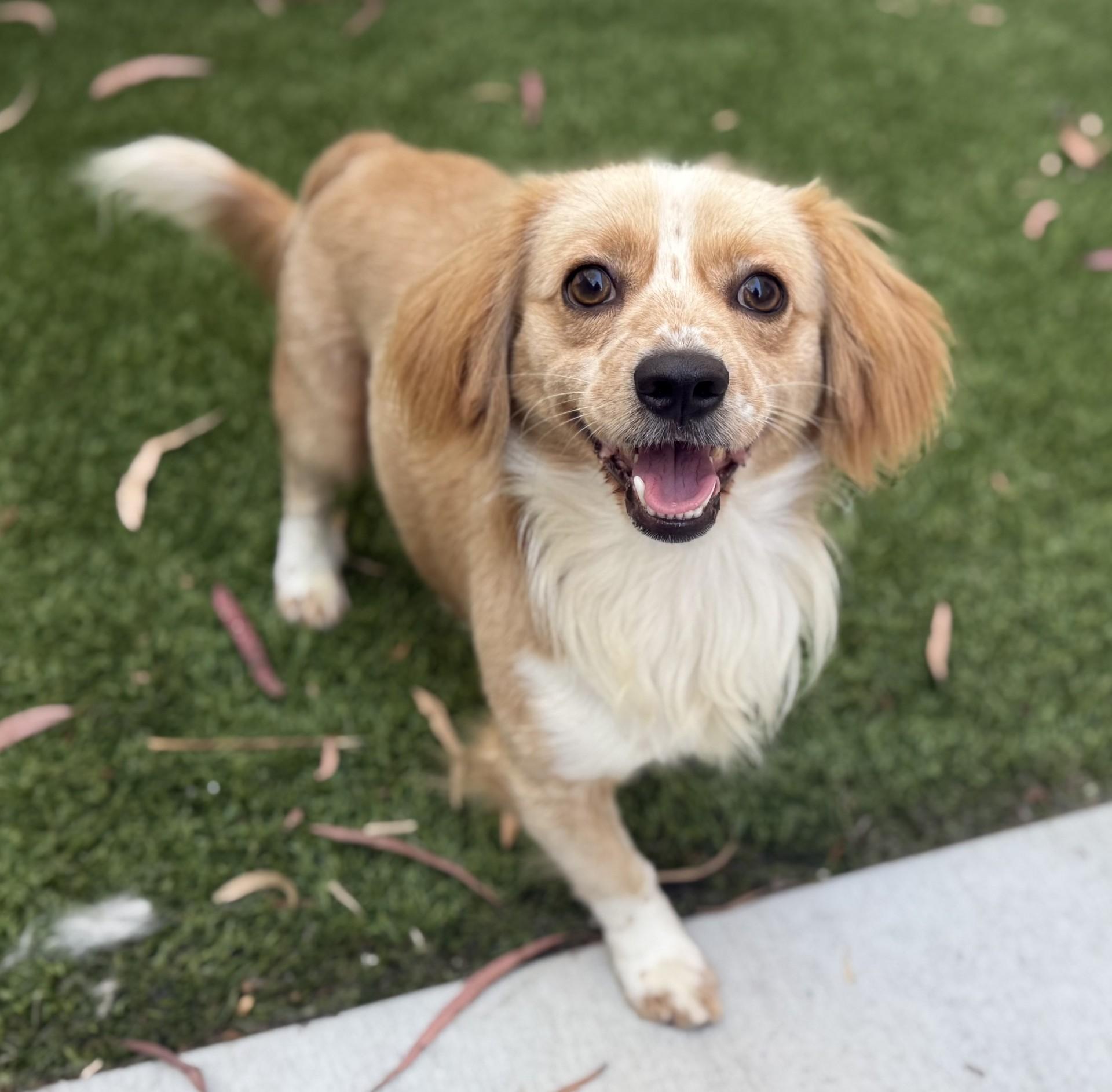 Buddy 11, Adoptable, Young Male Spaniel & Jack Russell Terrier.