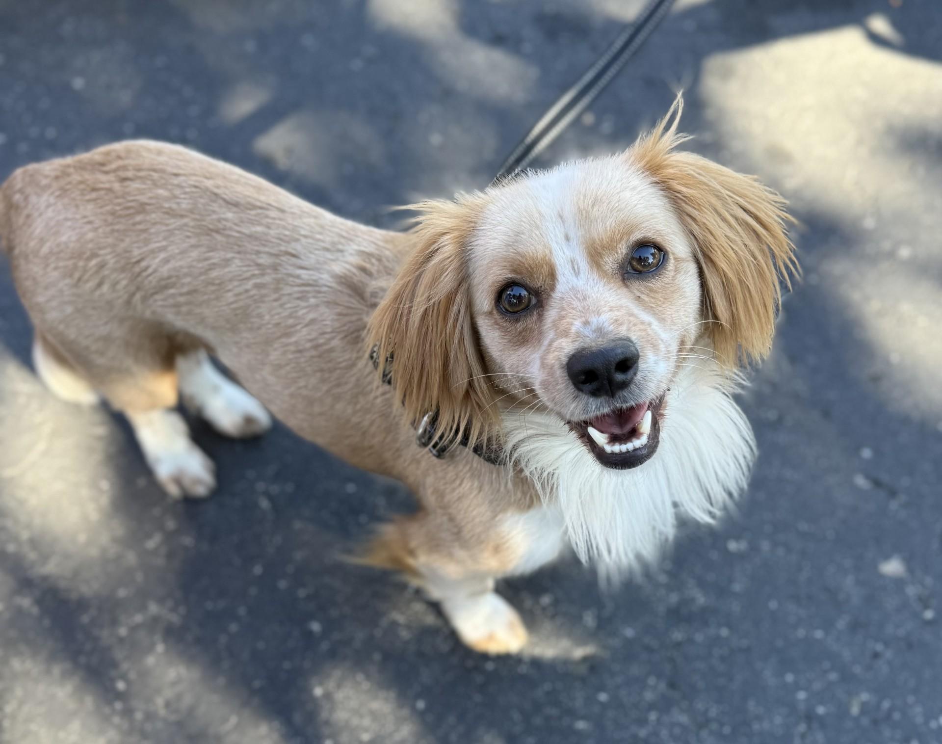 Buddy 11, a Adoptable mixed breed in Los Alamitos, CA image 2/6