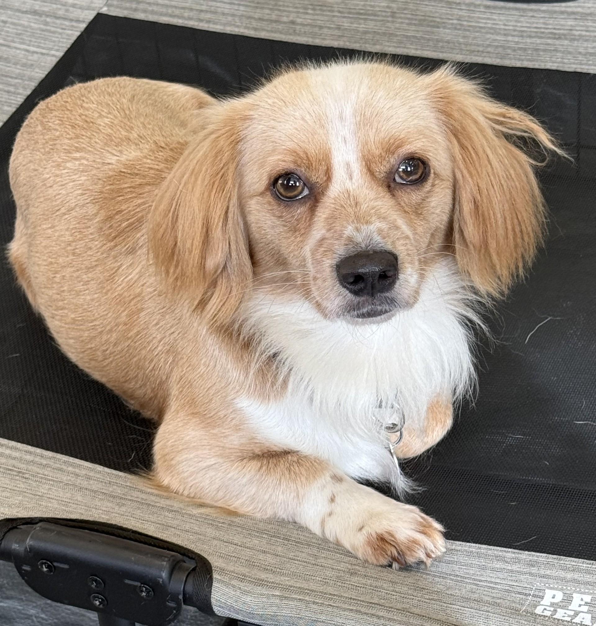 Buddy 11, a Adoptable mixed breed in Los Alamitos, CA image 3/6