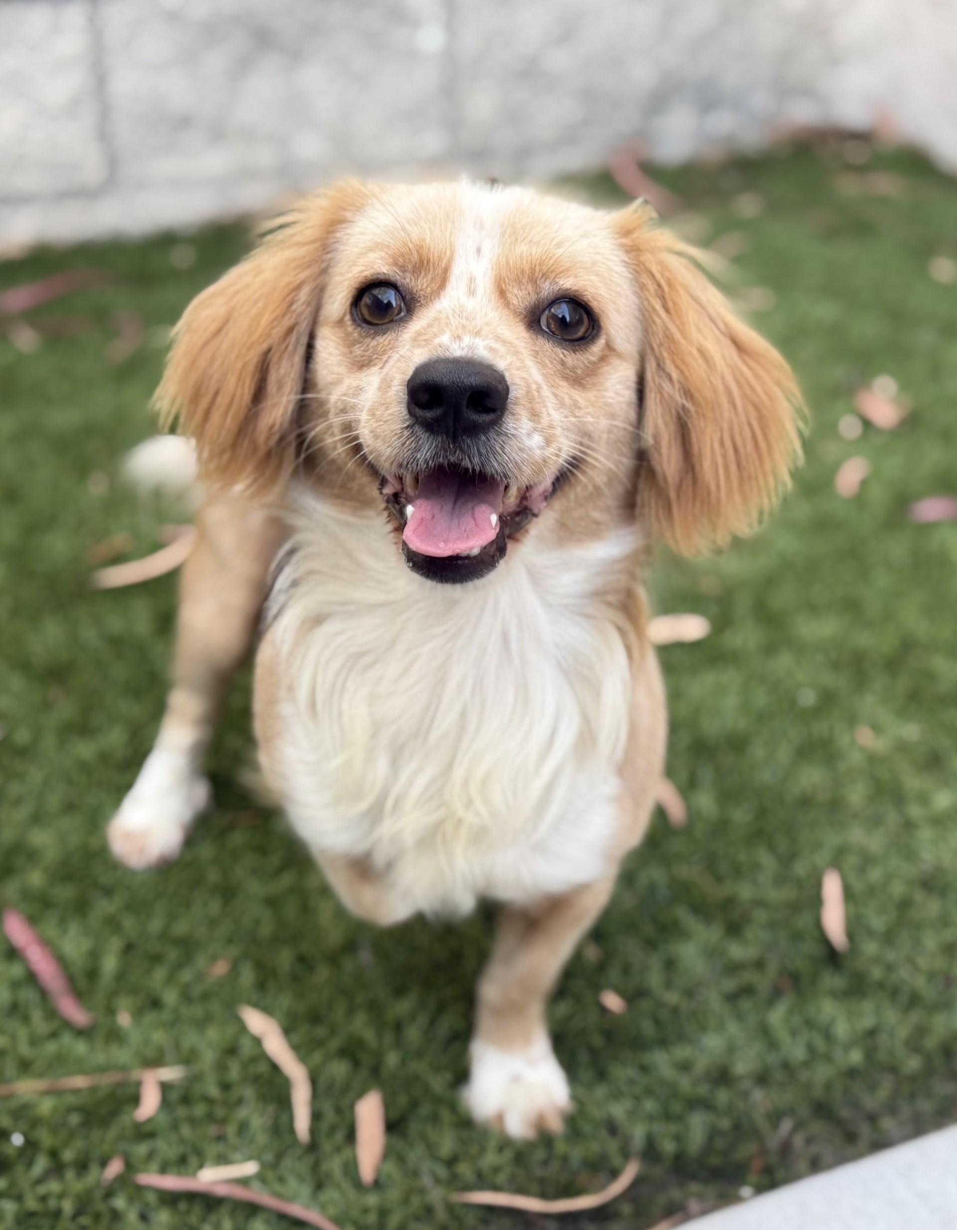 Buddy 11