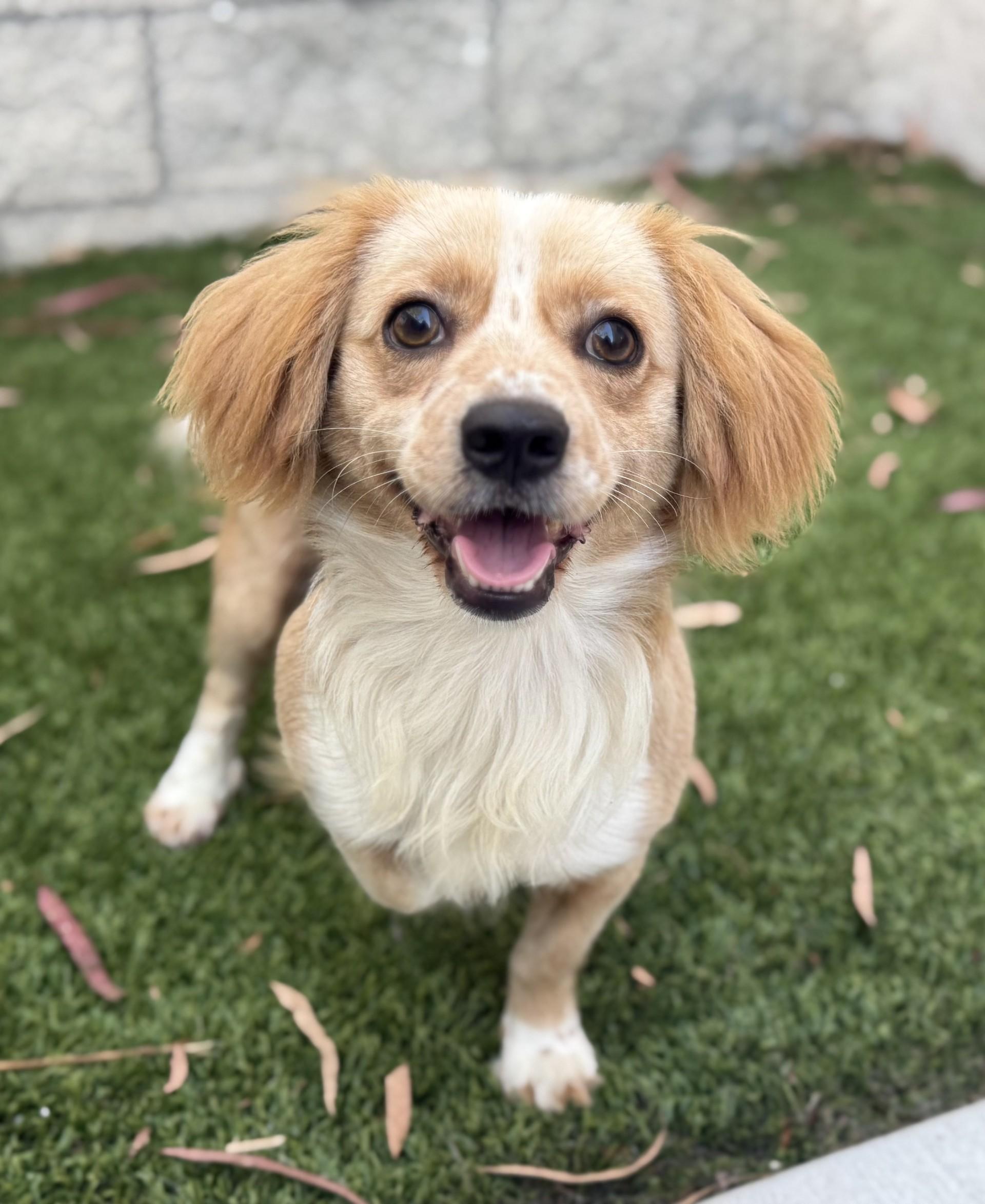 Buddy 11