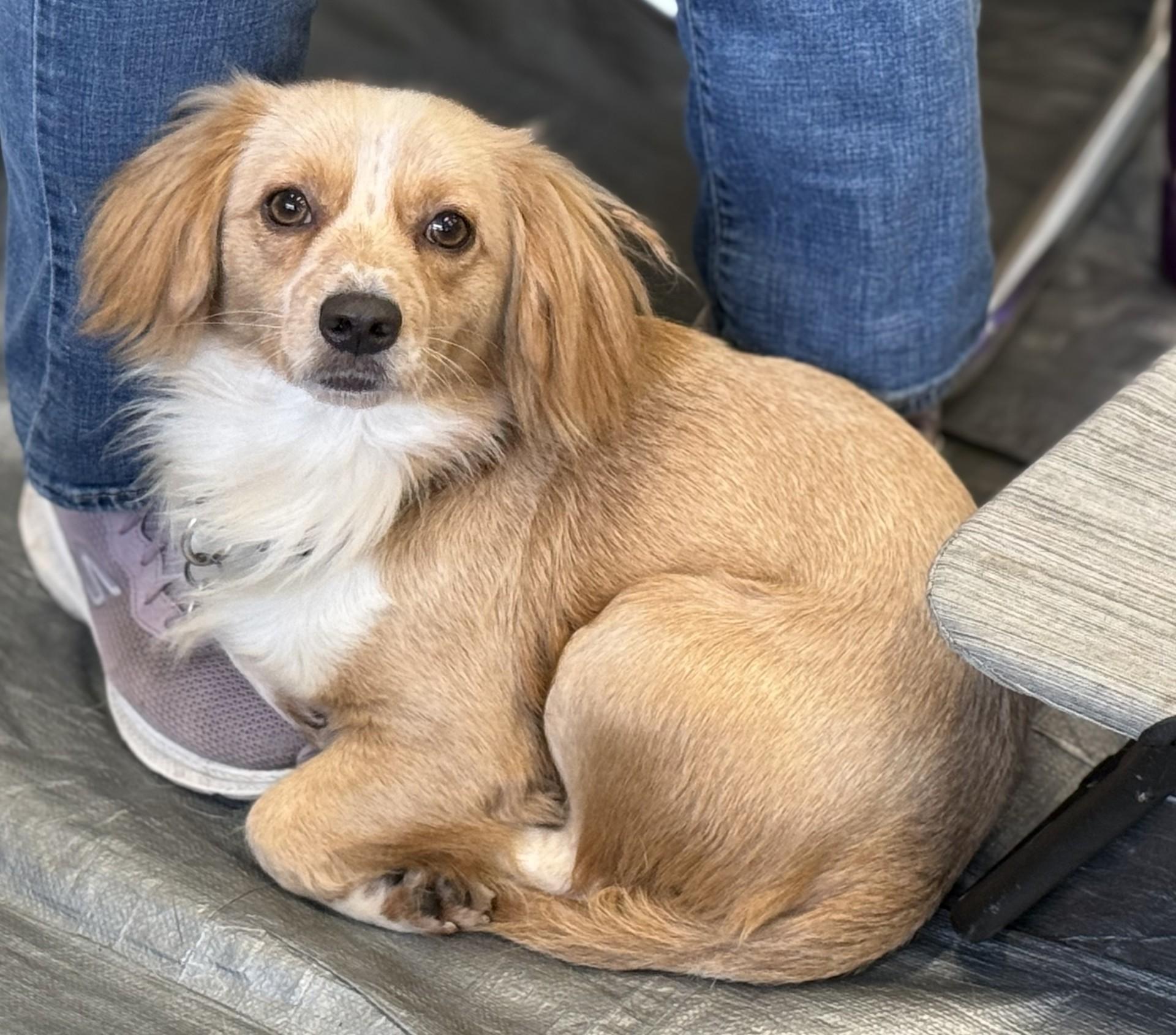 Buddy 11, a Adoptable mixed breed in Los Alamitos, CA image 4/6