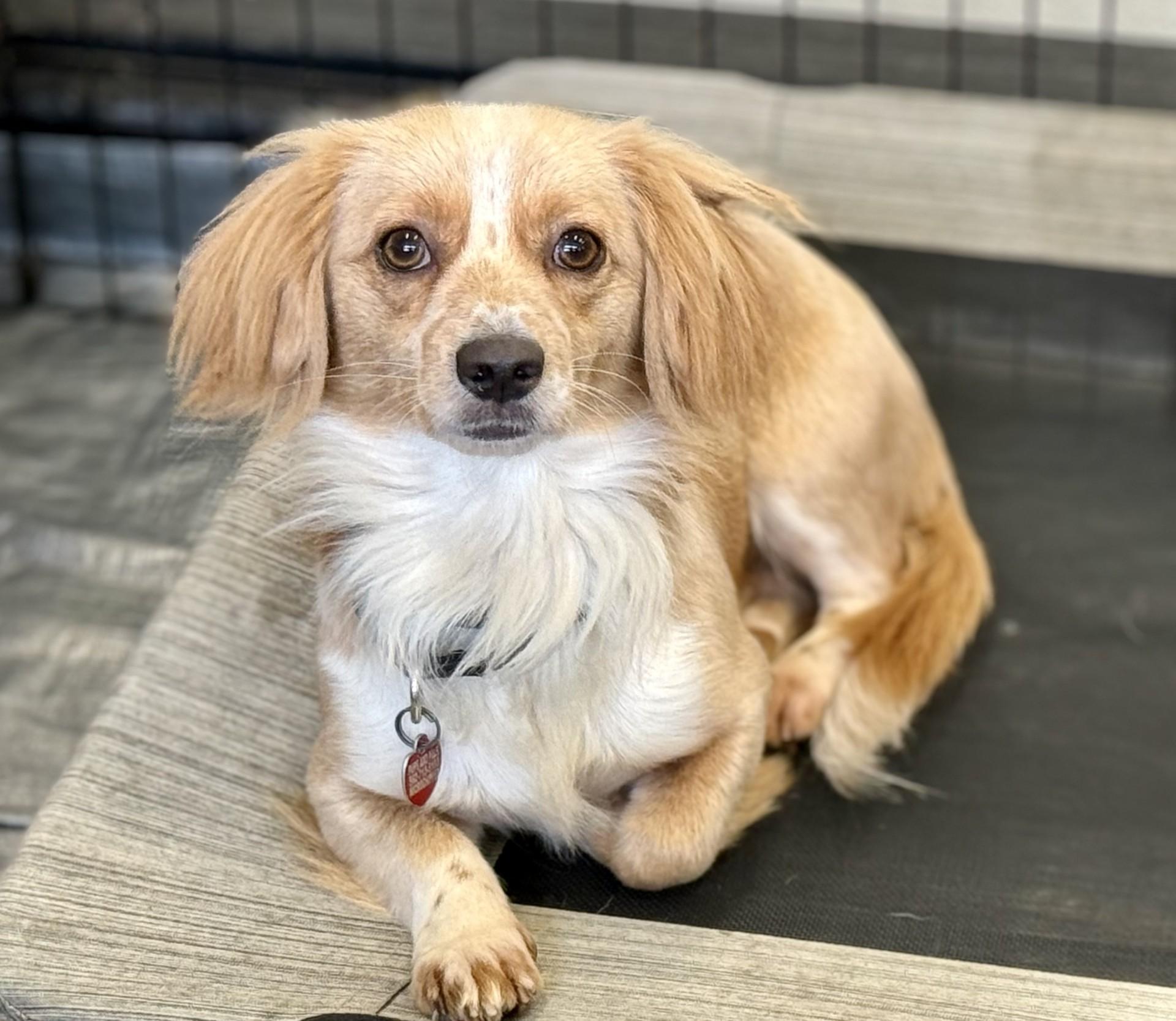 Buddy 11, a Adoptable mixed breed in Los Alamitos, CA image 5/6