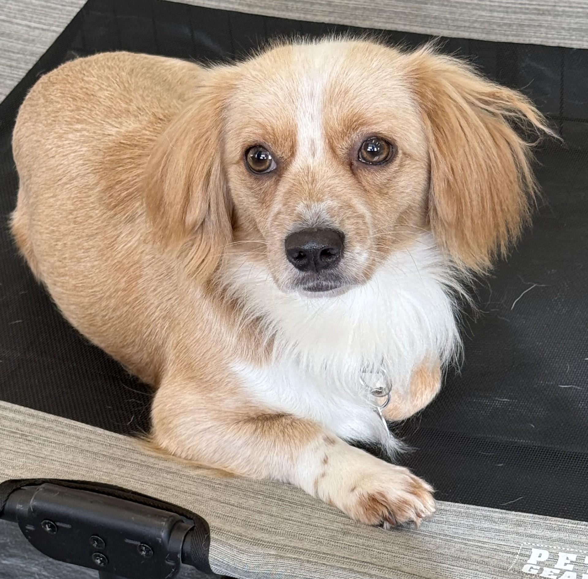 Buddy 11, a Adoptable mixed breed in Los Alamitos, CA image 6/6