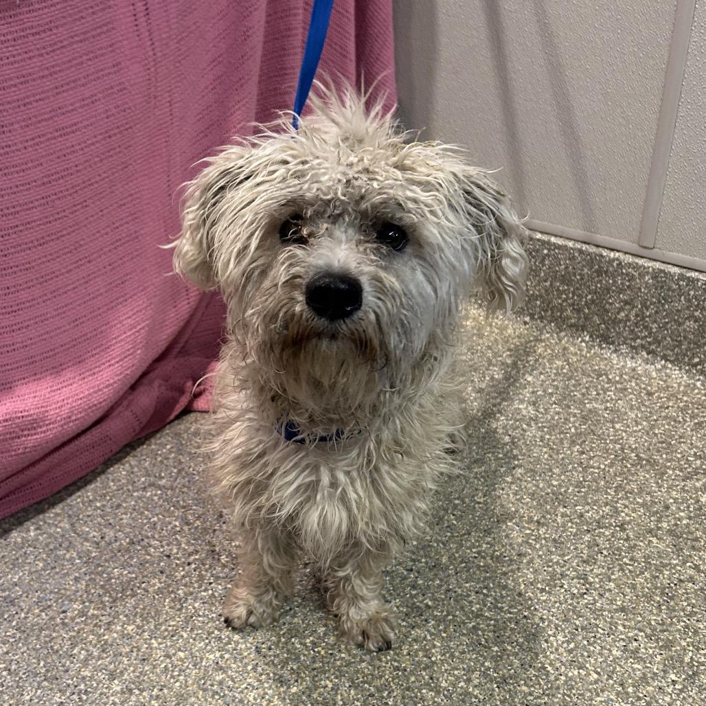 Enlarge Douglas, a Adoptable Poodle in Eureka, CA image 1/3