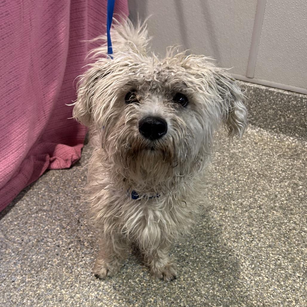 Enlarge Douglas, a Adoptable Poodle in Eureka, CA image 2/3