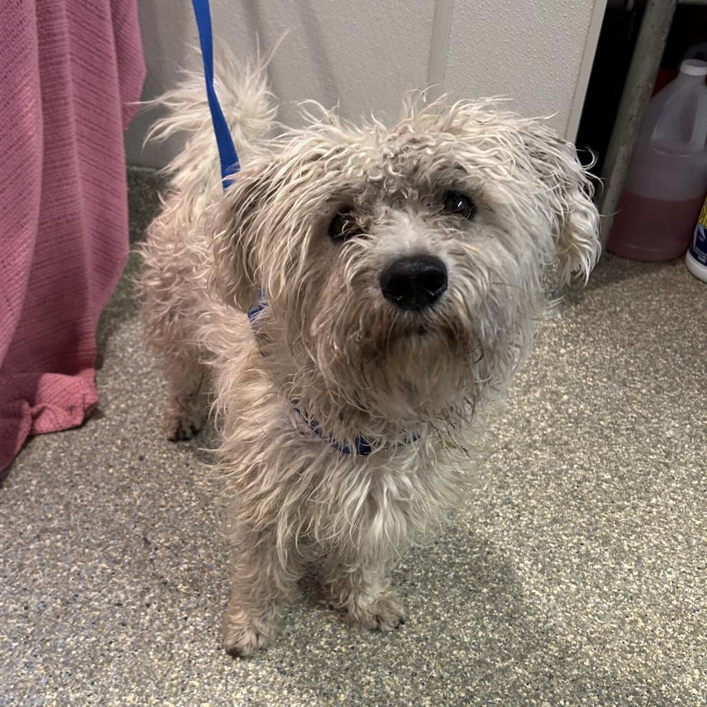 Enlarge Douglas, a Adoptable Poodle in Eureka, CA image 3/3