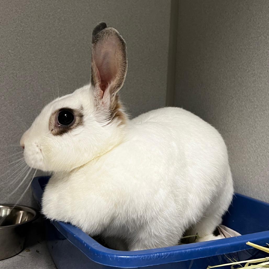 Pearl, a Adoptable American in Pittsburgh, PA image 1/6