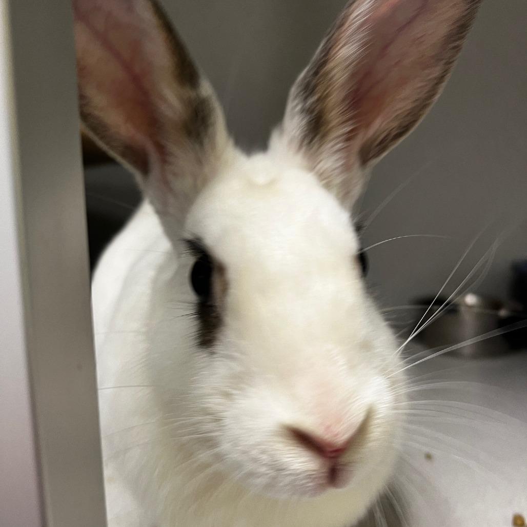 Pearl, a Adoptable American in Pittsburgh, PA image 2/6