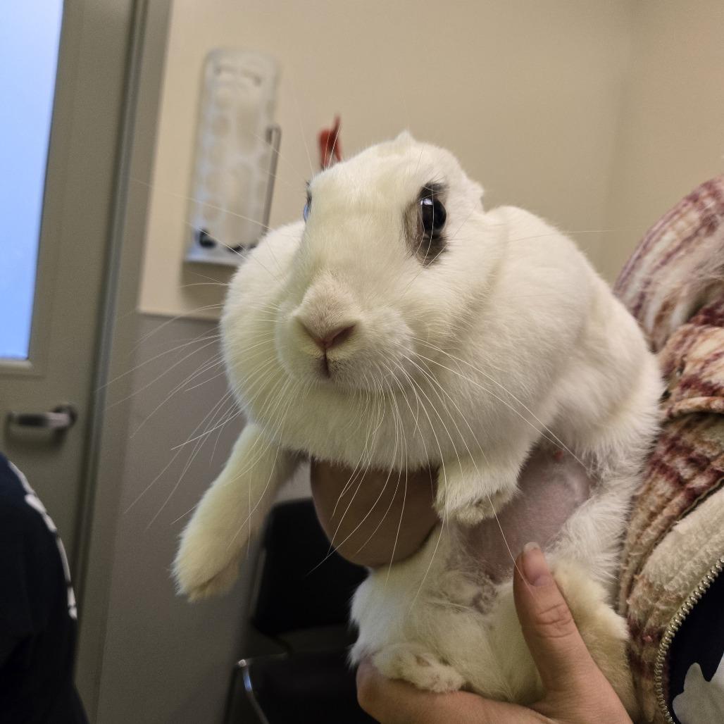Pearl, a Adoptable American in Pittsburgh, PA image 4/6