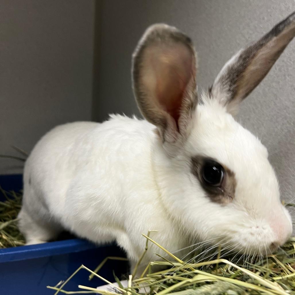 Pearl, a Adoptable American in Pittsburgh, PA image 5/6