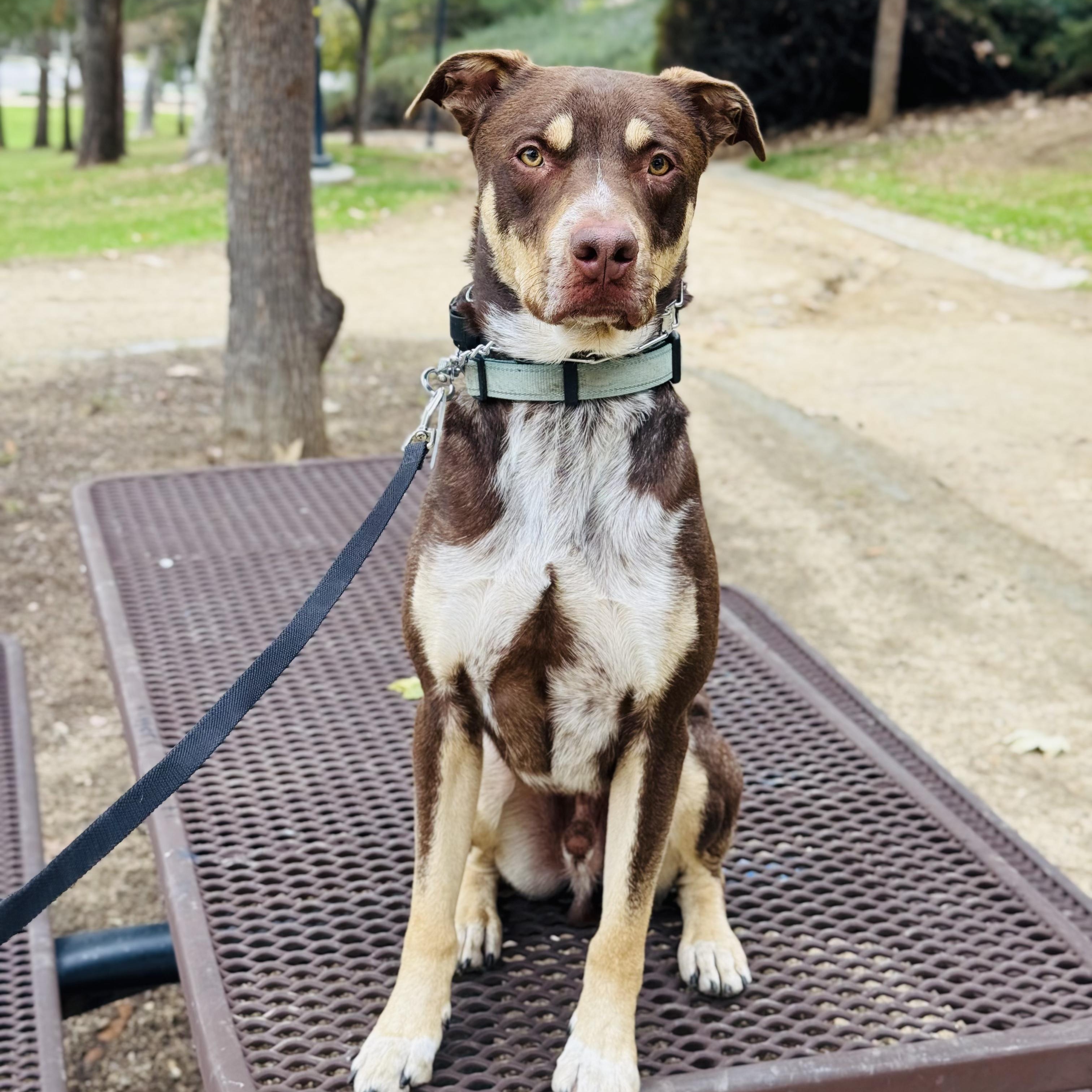 Calvin, an adoptable mixed breed in Whittier, CA image 1/6