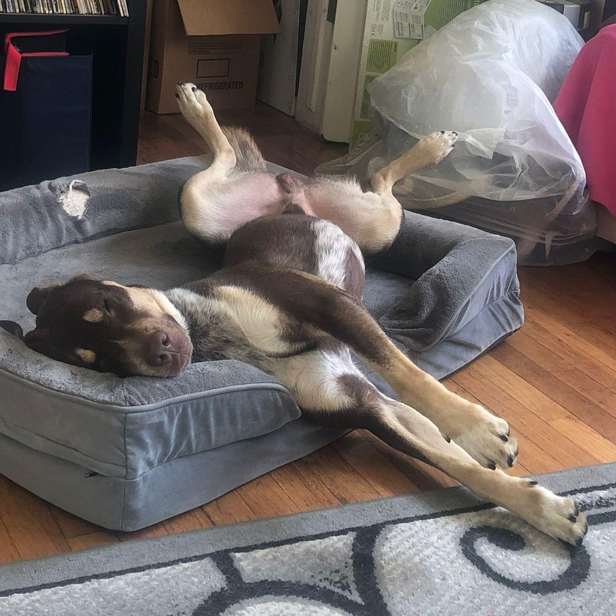 Calvin, a Adoptable mixed breed in Whittier, CA image 2/6