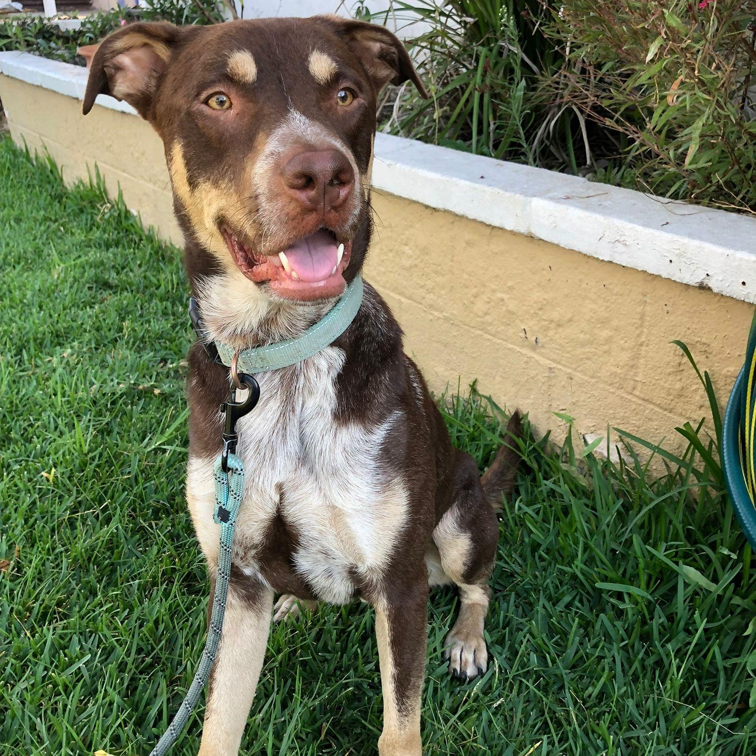 Calvin, Adoptable, Young Male Australian Kelpie & Labrador Retriever.