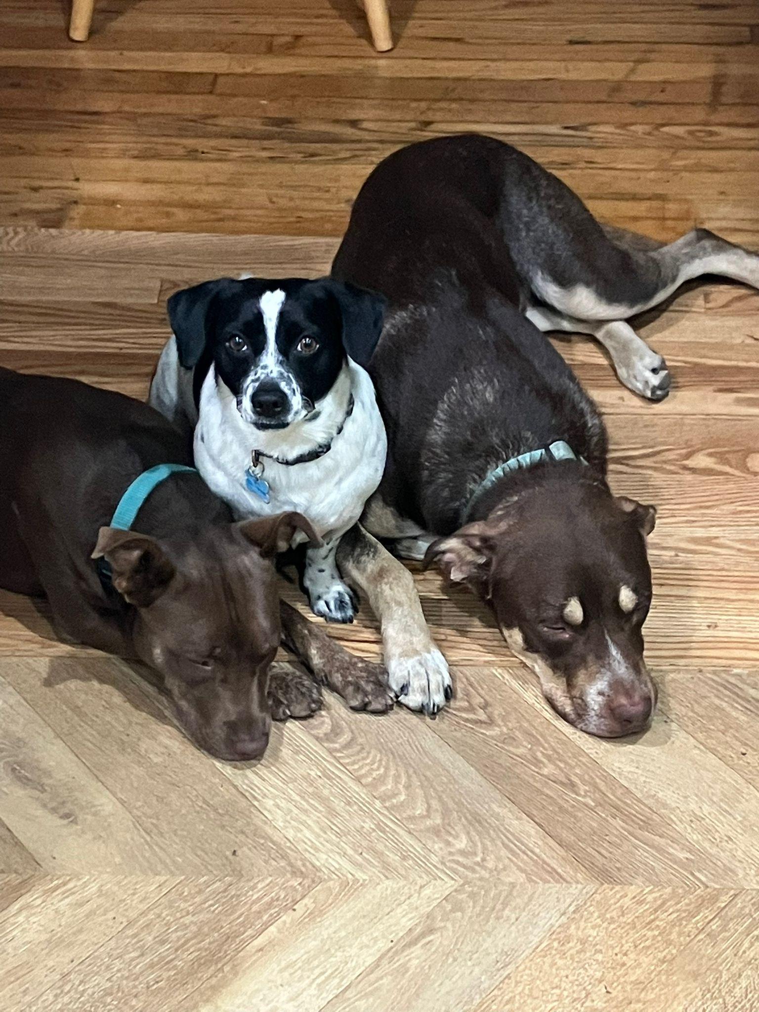 Calvin, a Adoptable mixed breed in Whittier, CA image 3/6