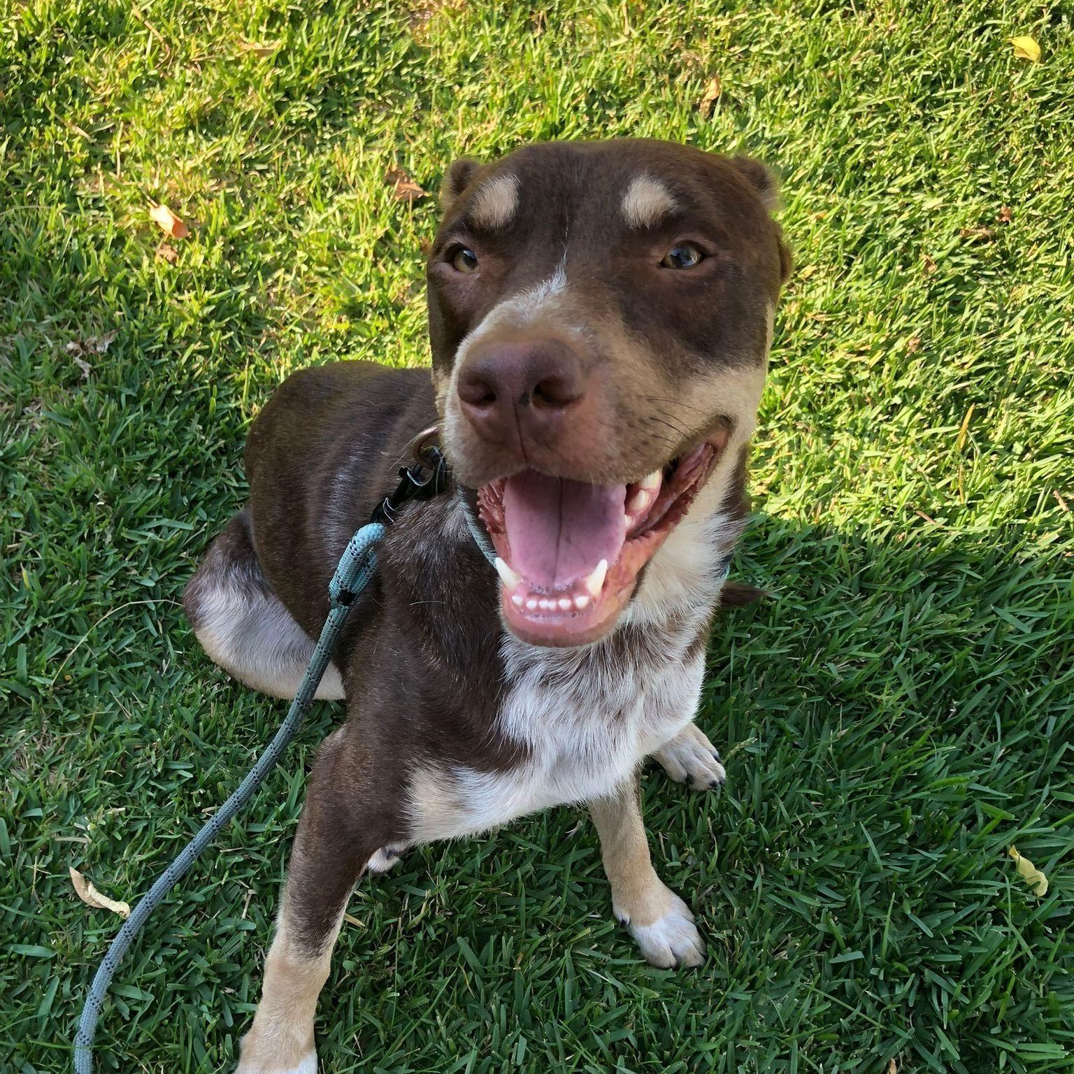 Calvin, a Adoptable mixed breed in Whittier, CA image 4/6