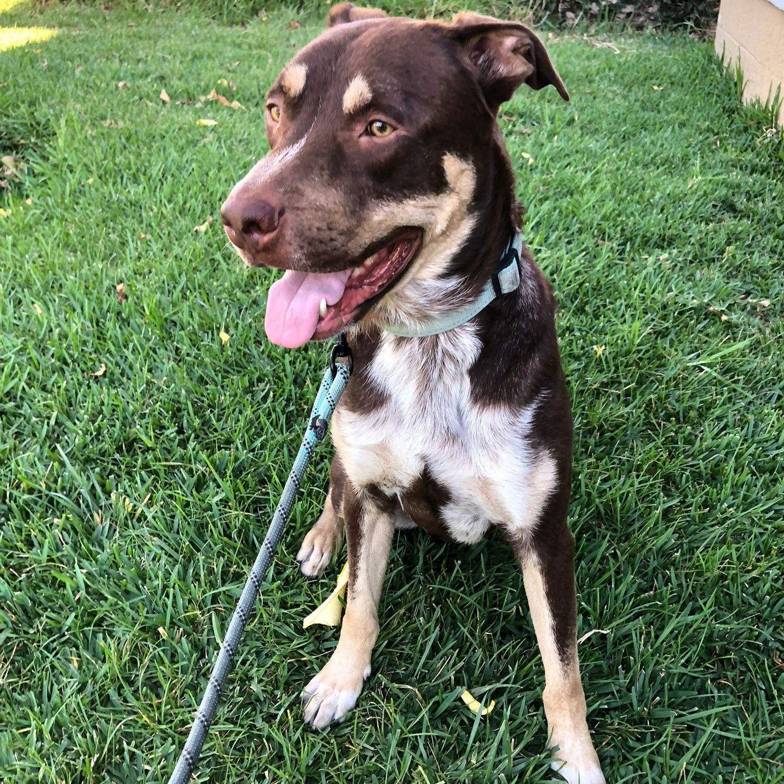 Calvin, a Adoptable mixed breed in Whittier, CA image 5/6