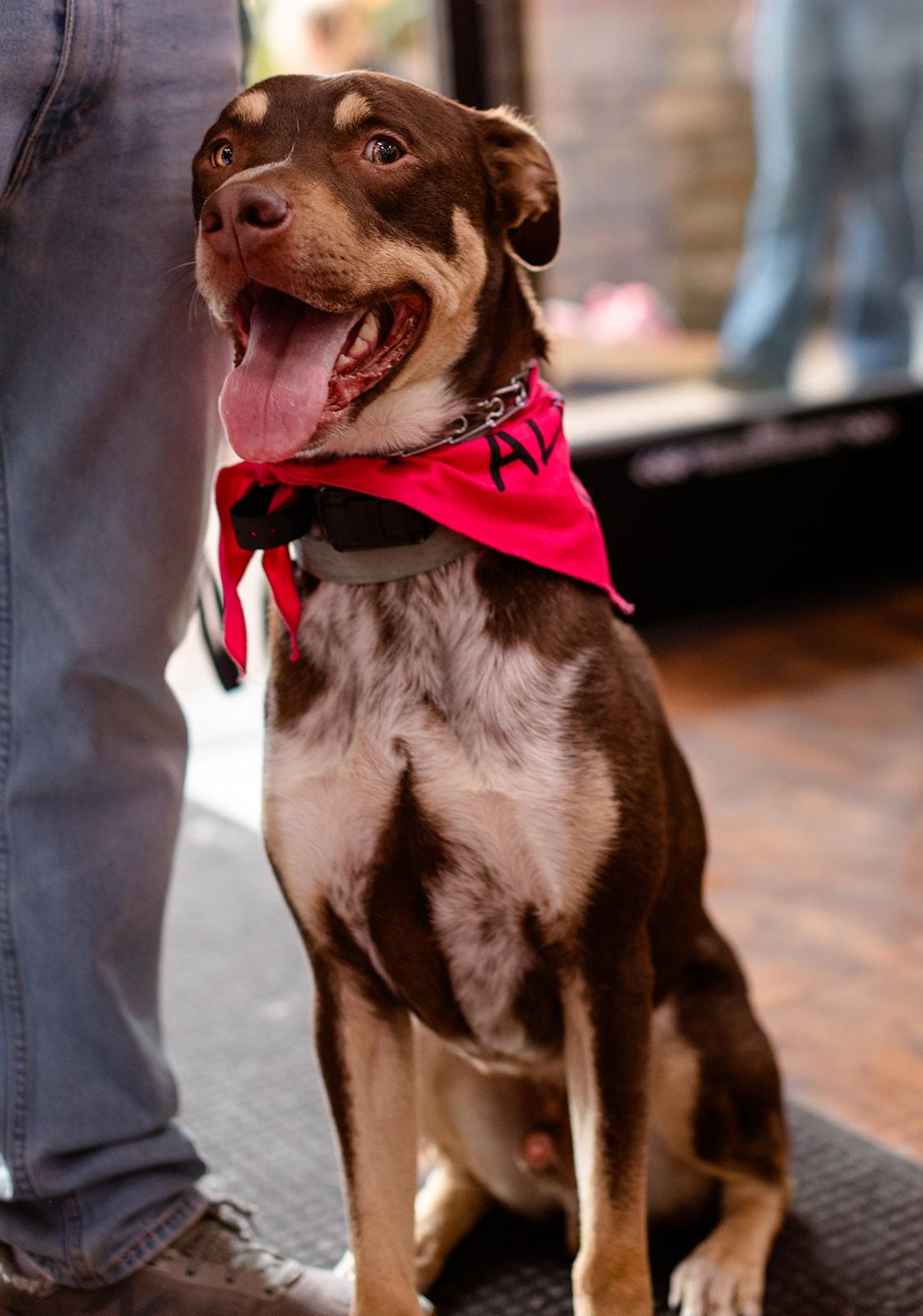 Calvin, an adoptable mixed breed in Whittier, CA image 2/6