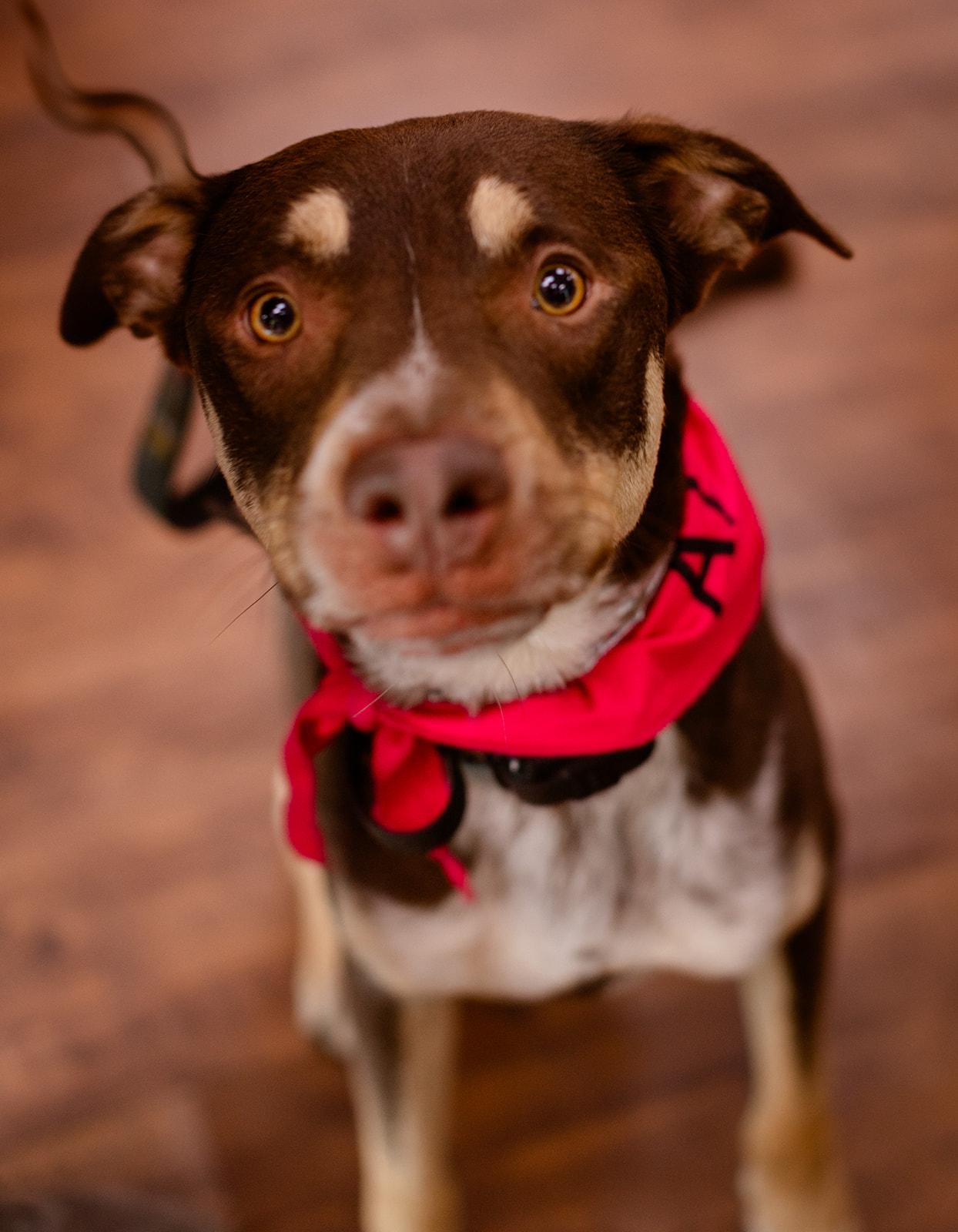 Calvin, an adoptable mixed breed in Whittier, CA image 1/6
