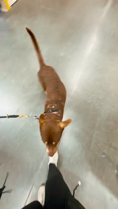 Enlarge Calvin, an adoptable mixed breed in Whittier, CA video 6/6