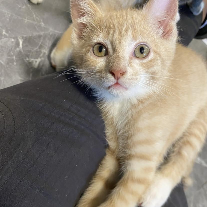 Enlarge ROLO, a Adopted Domestic Short Hair in Campbell River, BC image 2/5