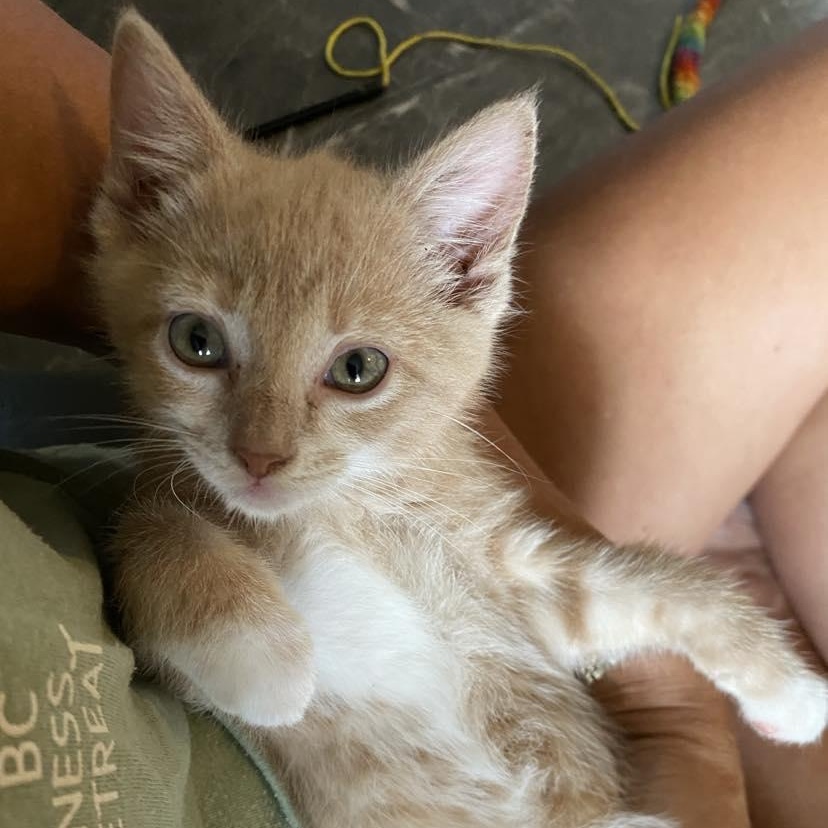 Enlarge ROLO, a Adopted Domestic Short Hair in Campbell River, BC image 3/5