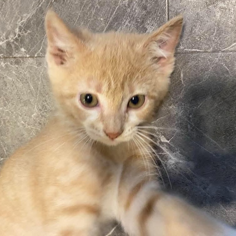 ROLO, Adopted, Kitten Male Domestic Short Hair.