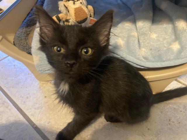 CocoPuff, ADOPTABLE, Kitten Male Domestic Medium Hair.