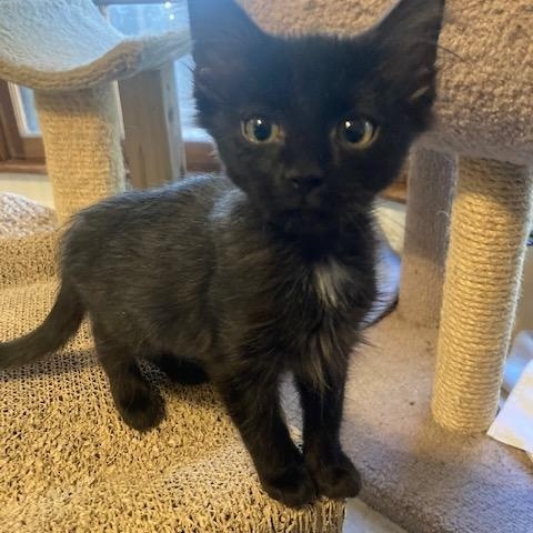 CocoPuff, a ADOPTABLE Domestic Medium Hair in Watkinsville, GA image 2/3
