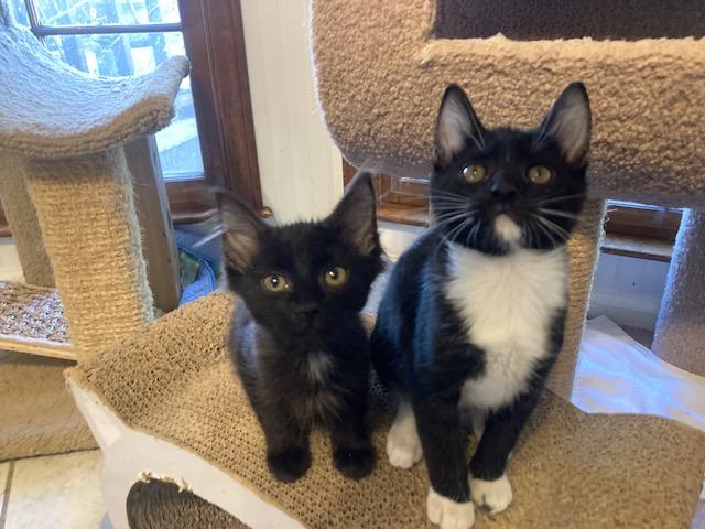 CocoPuff, a ADOPTABLE Domestic Medium Hair in Watkinsville, GA image 3/3