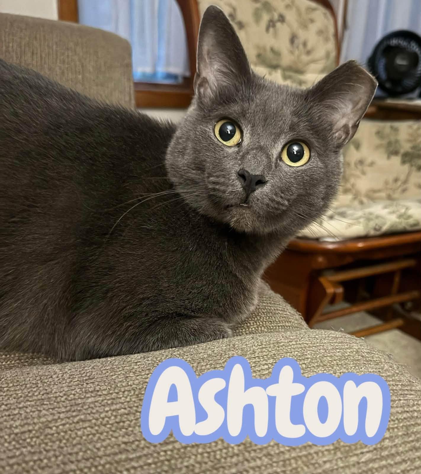 Ashton - Handsome and snuggly photo