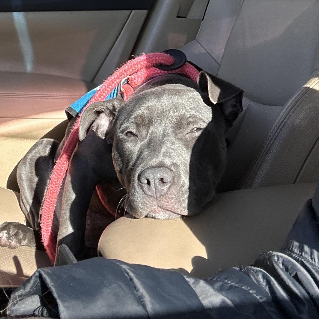 Sleigh, Adoptable, Young Female Pit Bull Terrier.