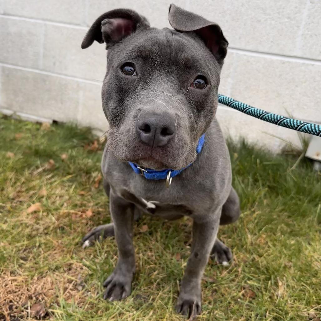 Sleigh, Adoptable, Young Female Pit Bull Terrier.