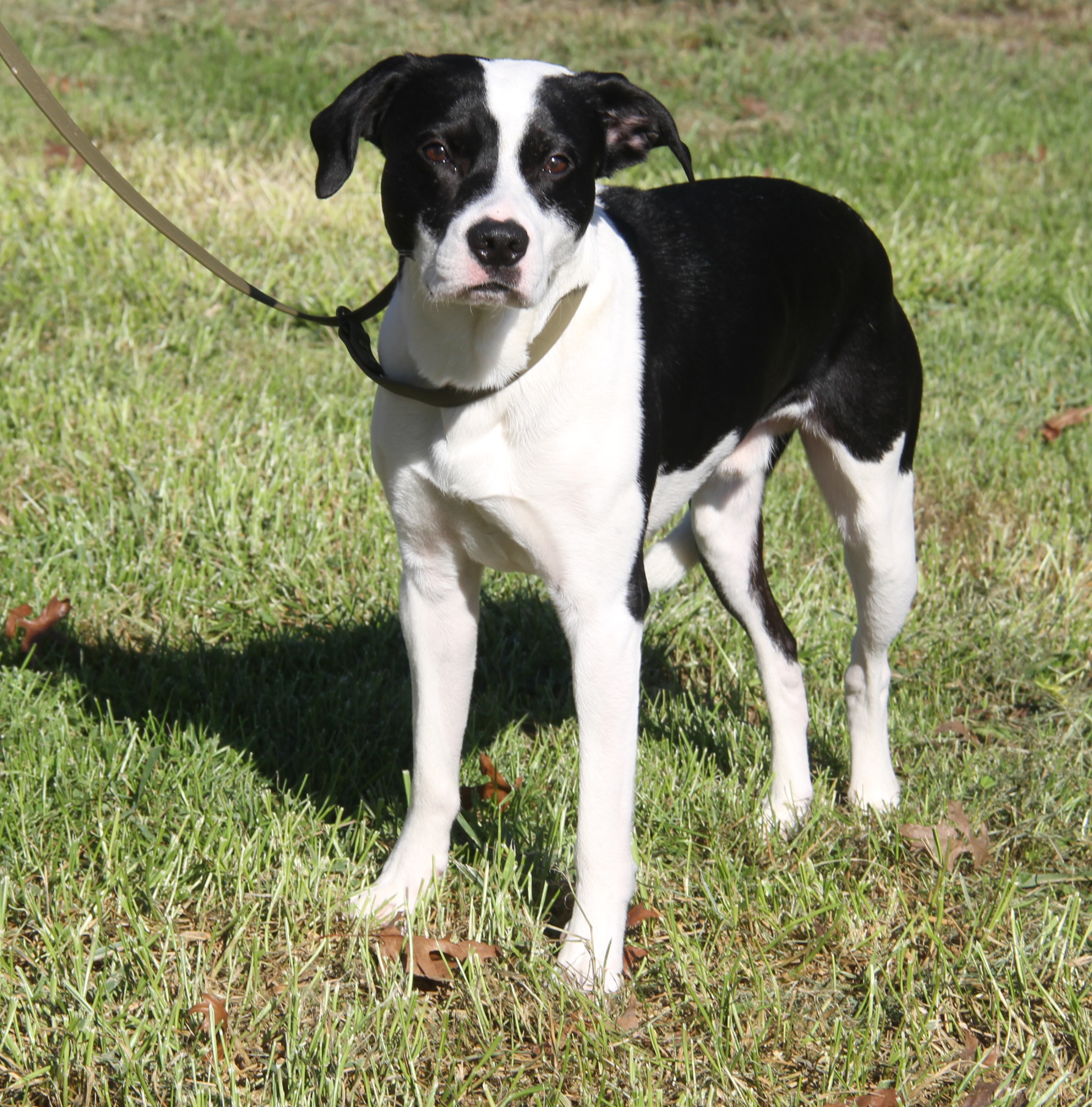 Freddie (Neutered) (Photos 10/4/2024), adoptable, Adult Male Labrador Retriever & Terrier.